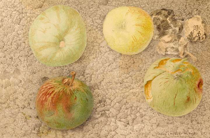 Apples on Earth